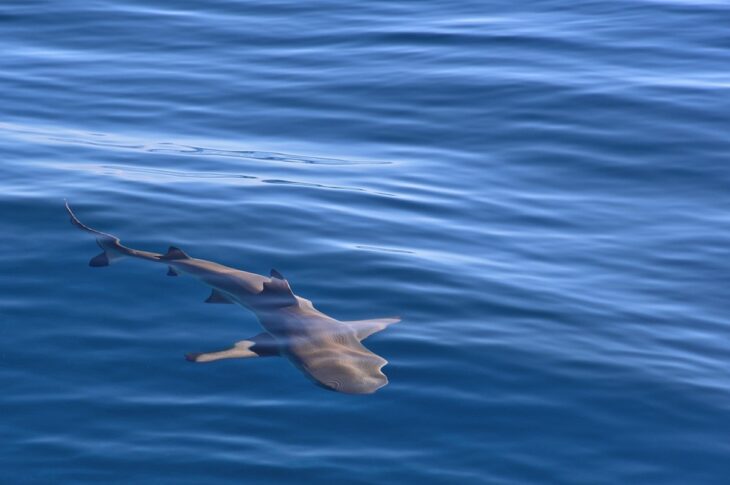 Новини світу - Біля узбережжя Ізраїлю акула напала на людину