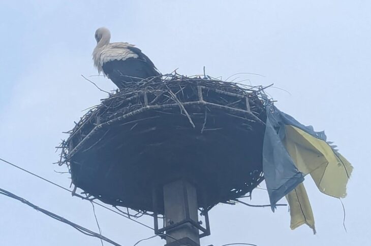 Новини України - На Закарпатті лелека приніс до гнізда прапор України