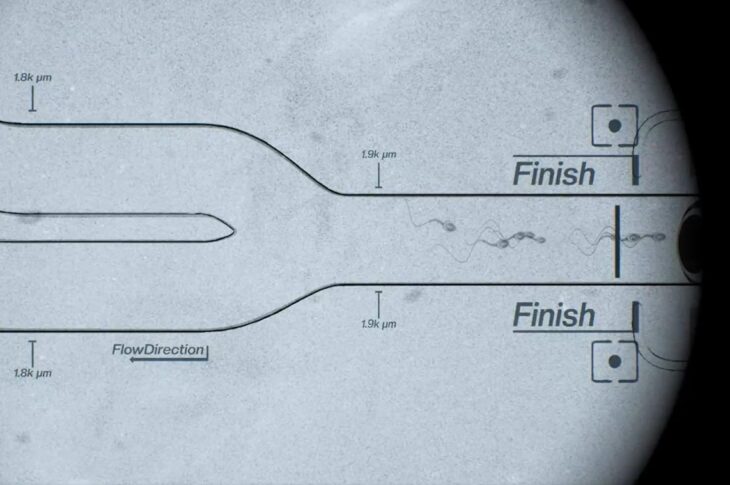 Новини світу - Перші перегони сперматозоїдів відбулося у США
