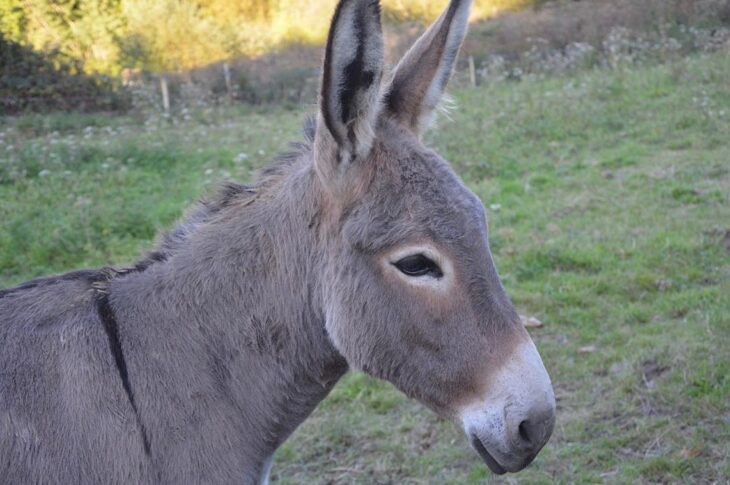 Новини України - Солдати РФ використовують віслюків замість авто