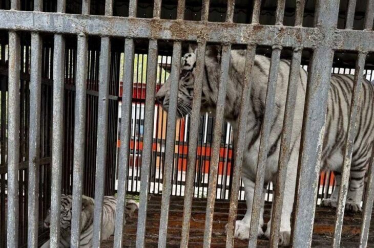 Новини України - В окупованому Маріуполі тигр загриз чоловіка