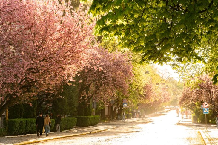 Новини України - В Ужгороді розквітли сакури