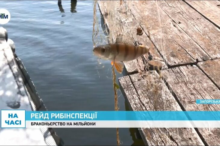Як запорізьку рибу рятують від браконьєрів