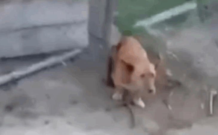 Новини України - На Закарпатті підлітки до смерті забили палицею привʼязаного собаку