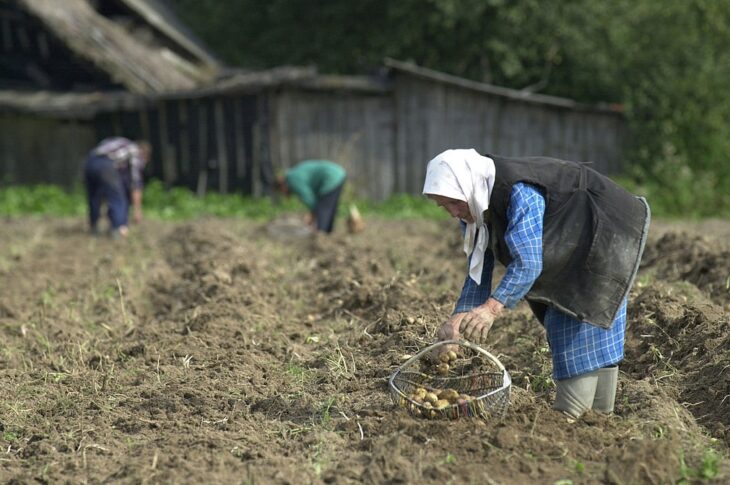 Новини бізнесу - Лукашенко допрацювався до картопляної кризи у Білорусі - ЗМІ