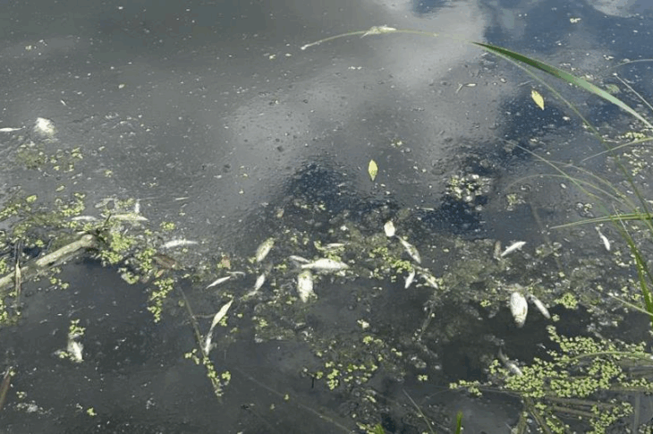 Новини України - На Житомирщині у річці Случ загинуло 28 тонн риби