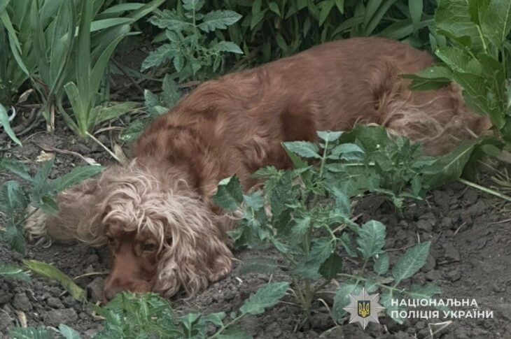 Новини України - У Тернополі викинули собаку з восьмого поверху: відкрито провадження