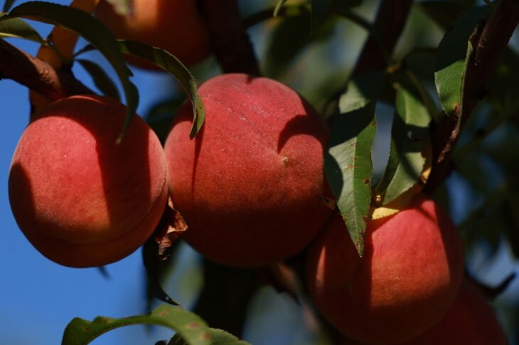 Новини бізнесу - Заморозки знищили до 100% врожаю персиків і абрикосів