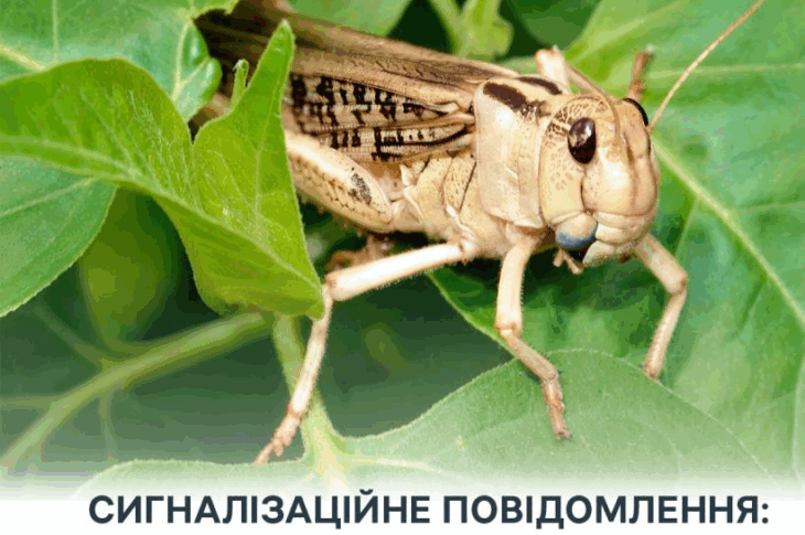 Новини України - Злісні вегетаріанці: на Херсонщині виявили нашестя сарани