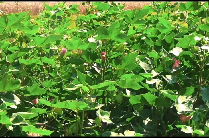 Бавовник – «біле золото» українського півдня