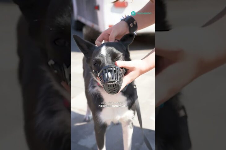 Правила перевезення домашніх тварин в автобусах