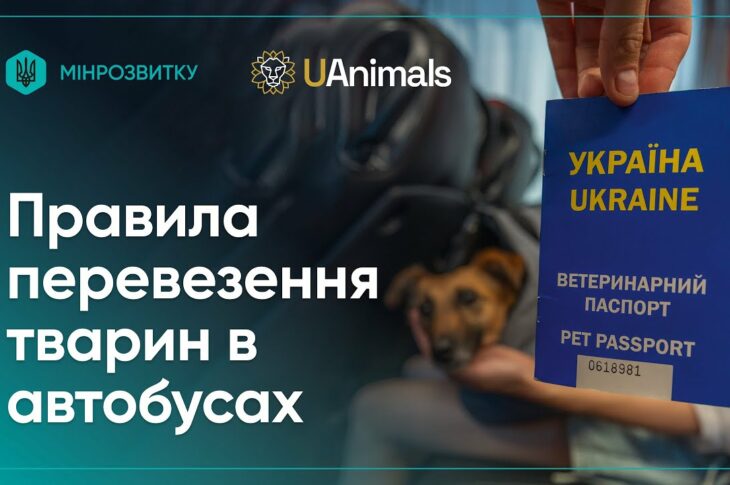 Правила перевезення домашніх тварин в автобусах: пояснює Рижуля