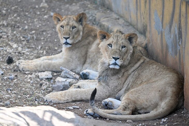 Новини світу - Лев утік із зоопарку в Туреччині й напав на чоловіка