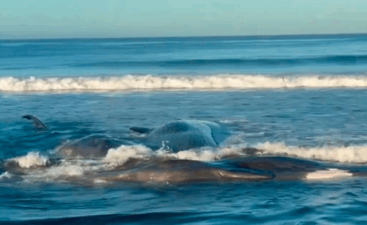 Новини світу - Після землетрусу в Росії на берег викинуло китів