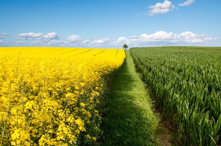 Новини світу - Поляки просять дозволити імпорт ріпаку з України