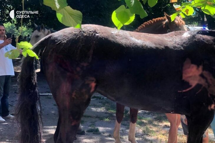 Новини України - Росіяни вдарили дронами по стайні в Одесі: одна тварина загинула