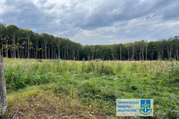 Новини України - Шкода на 57 млн: на Тернопільщині незаконно вирубали понад 6000 дерев
