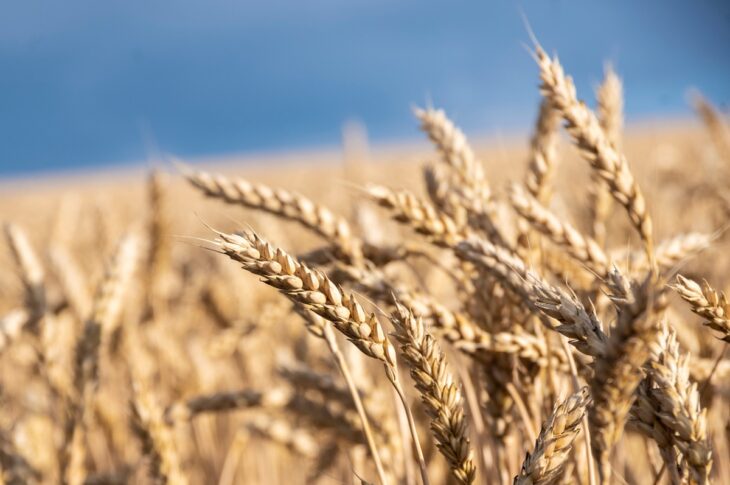 Новини бізнесу - У Мінагрополітики знизили прогноз врожаю зернових на 5%