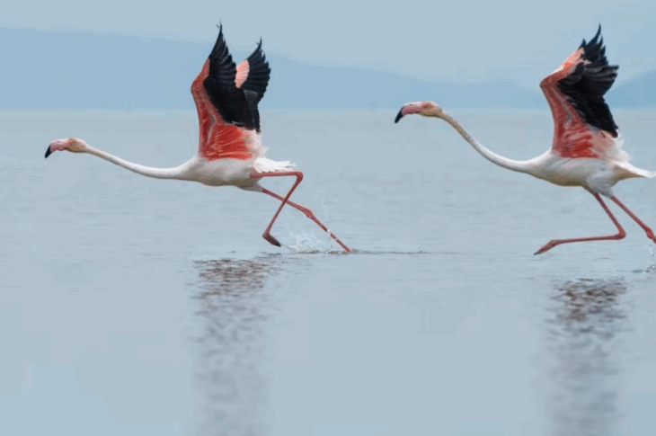 Новини світу - В Італії фермери потерпають від навали "банд" рожевих фламінго