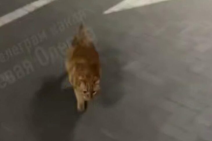 Новини України - В Одесі кіт вивчив дорогу до укриття