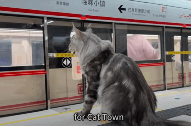 Новини світу - Китаєць побудував для свого кота метро