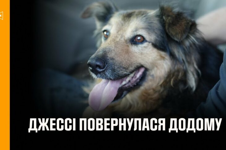Щасливий фінал, на який чекала вся Україна: собака Джессі знову в родині! 🐾