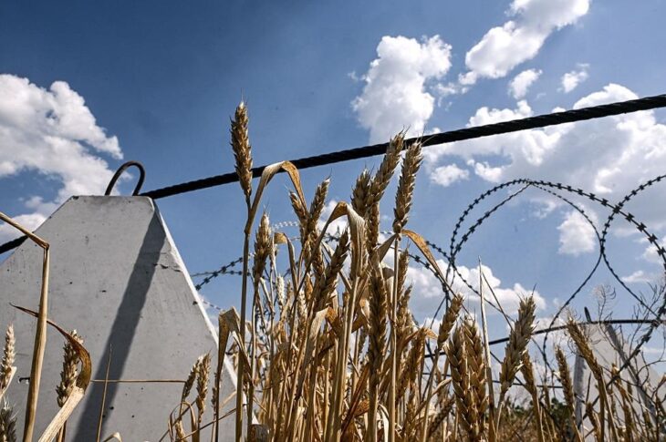 Новини бізнесу - Аграрії завершили збір пшениці в Україні