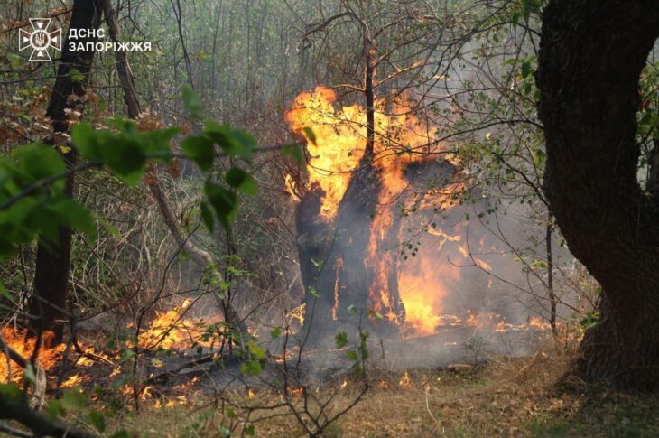 Новини України - На Хортиці спалахнула масштабна пожежа