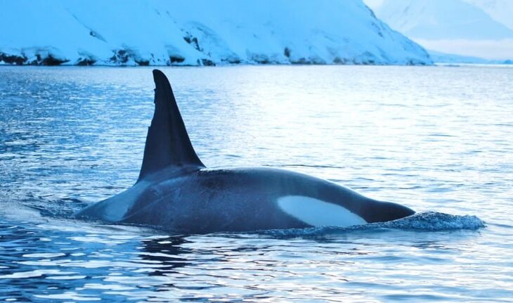 Новини світу - Українські полярники показали косаток біля станції Академік Вернадський