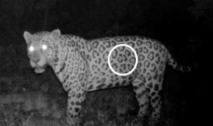 Новини світу - В Бразилії ягуар подолав понад кілометр вплав