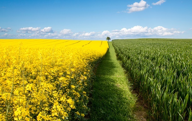 Новини бізнесу - В Україні зібрали понад 3,3 млн тонн ріпаку