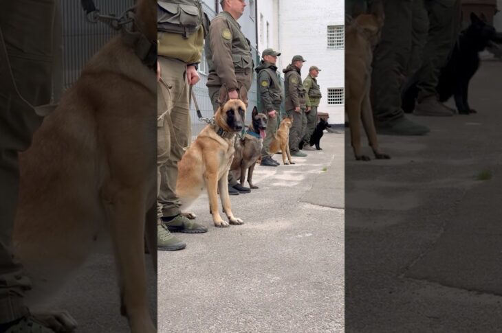 Собаки, які знаходять все