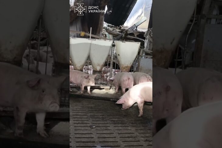 Харківщина: 13 тисяч свиней загинули внаслідок російської атаки по сільгосппідприємству
