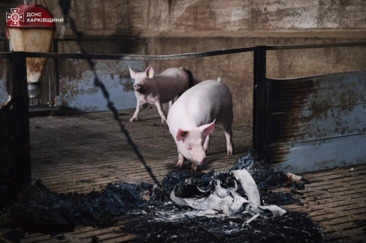 Новини України - Атака "шахедів": на Харківщині загинули 13 тисяч свиней