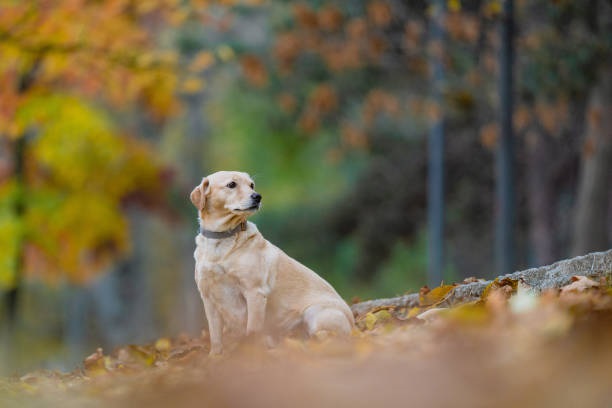 Новини України - Чи буде похолодання: синоптик спрогнозував початок листопада
