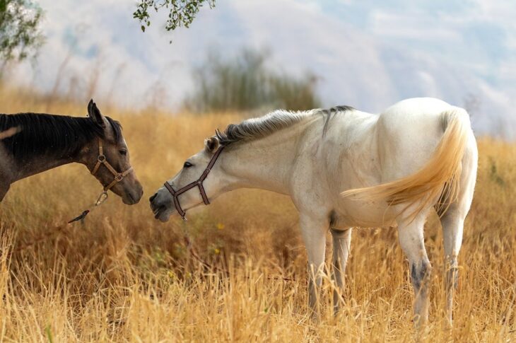 Новини культури - Гороскоп для всіх знаків зодіаку на 21 жовтня 2025 року
