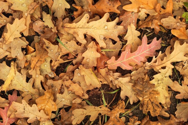 Новини культури - Гороскоп для всіх знаків зодіаку на 24 жовтня 2025 року