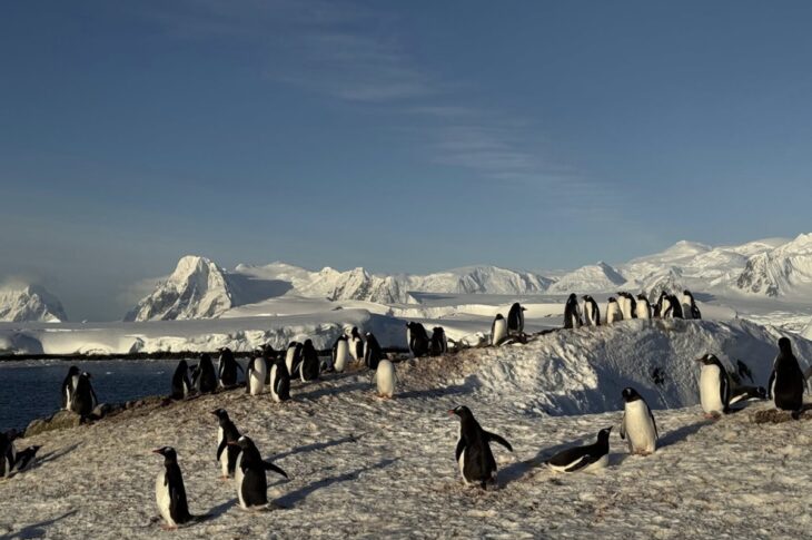 Новини світу - На станцію Академік Вернадський повернулися тисячі пінгвінів