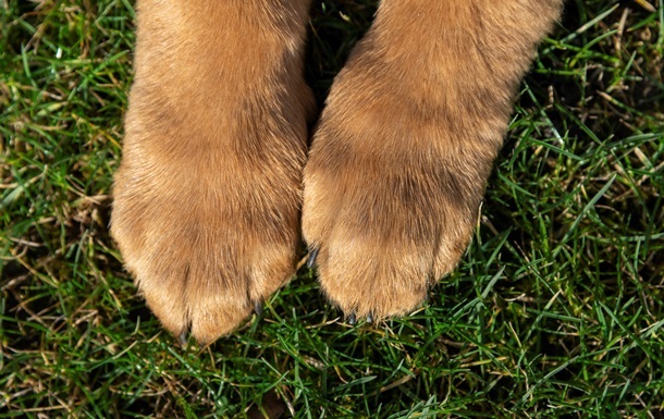 Новини України - Прив’язав собаку та тягнув за авто: власнику загрожує до восьми років