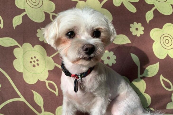 Новини Києва - У Києві судитимуть чоловіка, який вбив собаку