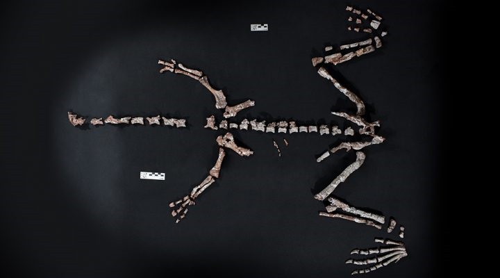 Технології - В Аргентині знайшли один із найдавніших у світі скелетів динозавра