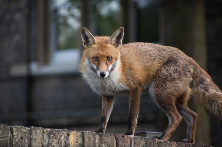 Новини Києва - В одному з районів Києва запровадили карантин через сказ у лисиці