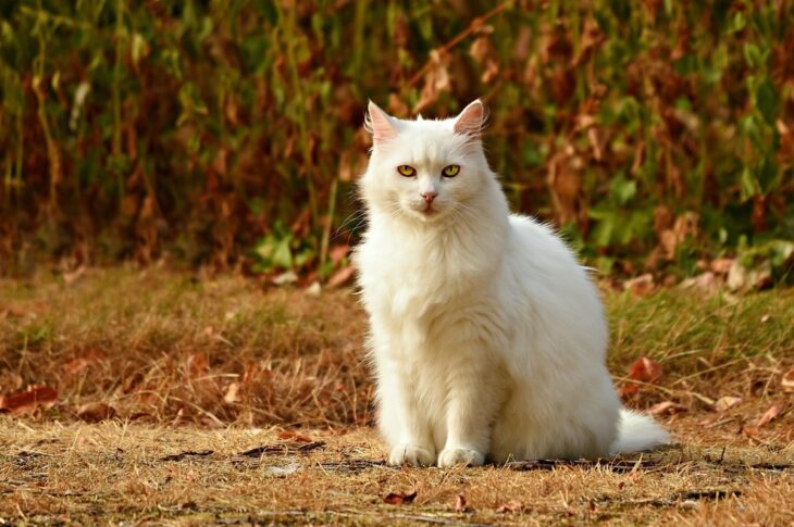 Новини культури - Гороскоп для всіх знаків зодіаку на 5 листопада 2025 року