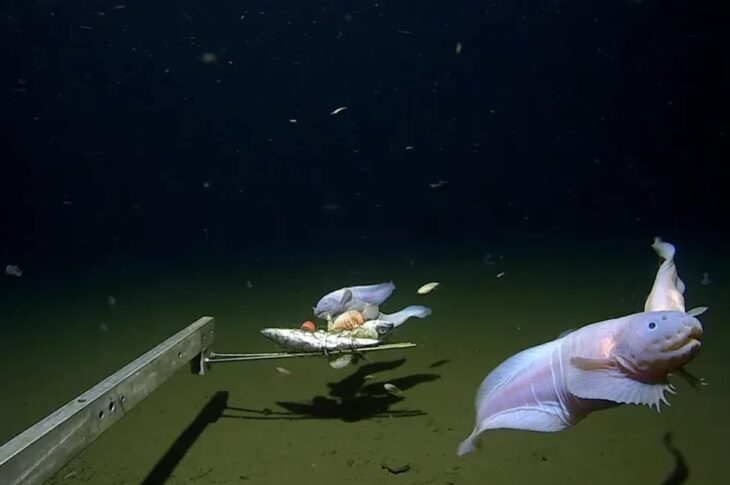 Технології - На глибині 8,3 км: вчені зафіксували найглибшого мешканця океану