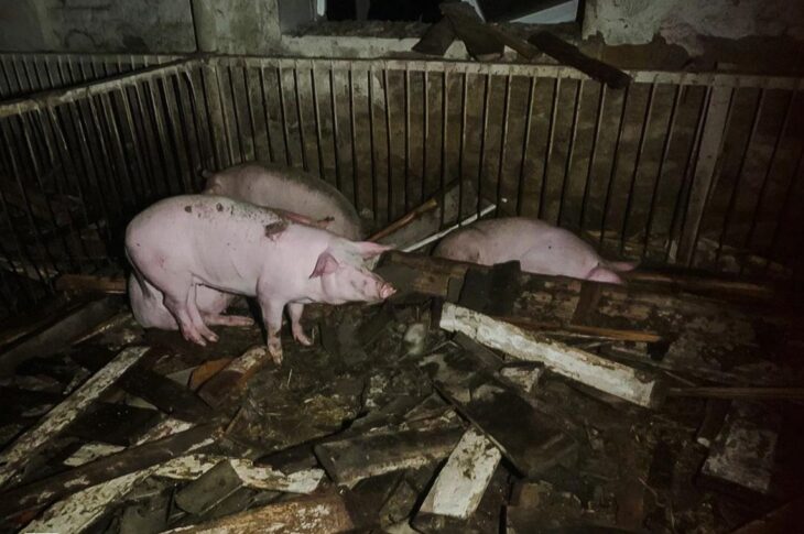 Новини України - На Харківщині через атаку РФ спалахнула ферма: загинули 60 тварин