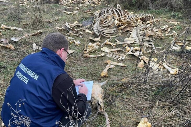 Новини України - Під Харковом виявлено масовий скид кісток великої рогатої худоби