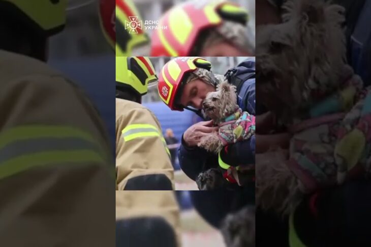 Рятувальники дістали з-під завалів 9-поверхівки у Дніпрі маленьку йоркшир тер'єр Мішель