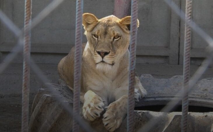 Новини України - У Хмельницькому розшукали двох левиць, які втекли з реабцентру