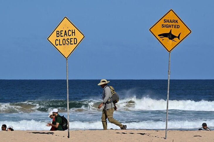 Новини світу - В Австралії акула напала на спортсменів, є жертви