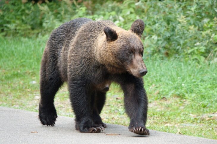 Новини світу - Японія залучила армію для боротьби з ведмедями